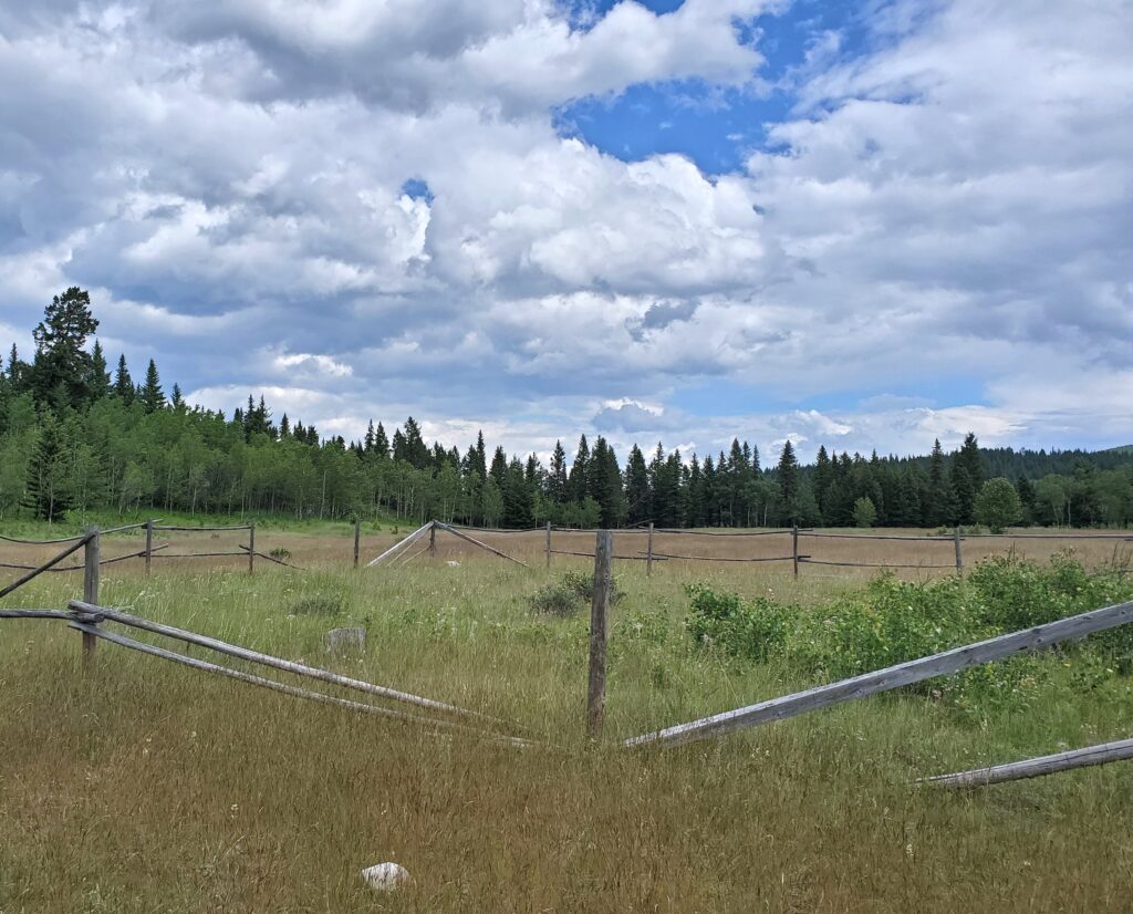 A field with a fence in the forefront and evergreen trees in the background.